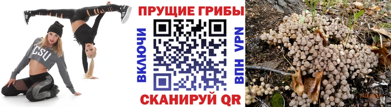 Псилоцибиновые грибы мухоморы  как найти   Грозный 